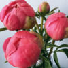 mspinkpeony